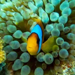 Gallery Thumbnail 1