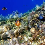 Gallery Thumbnail 6