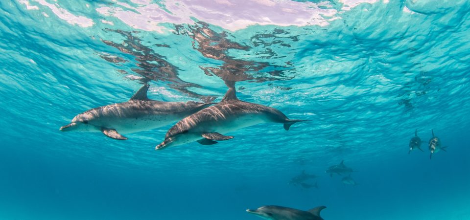 Hurghada tours