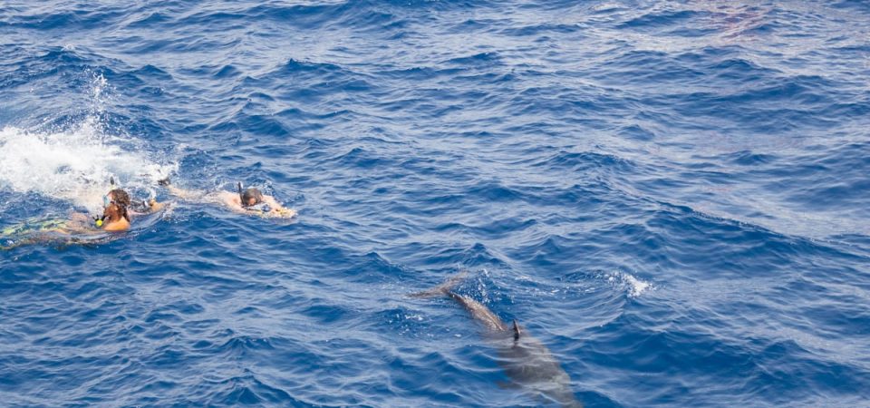 Dolphin House Hurghada snorkeling dolphins