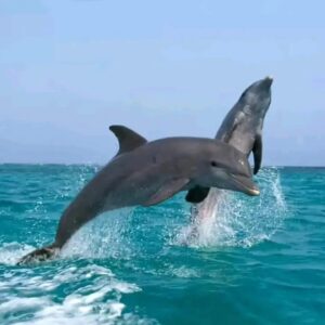 dolphin house snorkeling hurghada red sea dolphins